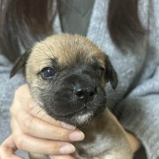 12月11日生まれ！MIX犬の赤ちゃんです