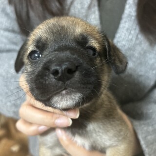【狼爪】12月11日生まれ！MIX犬の赤ちゃんです