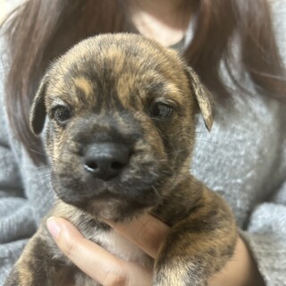 12月11日生まれ！MIX犬の赤ちゃんです