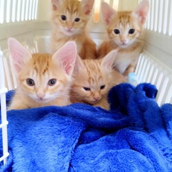 in瀬戸市☆全部で40匹～2会場で子猫がいる大祭り！☆2024年1月14日（日）～ちーむにゃいんず