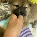 人が大好き甘えん坊ぼんちの家族を探しています