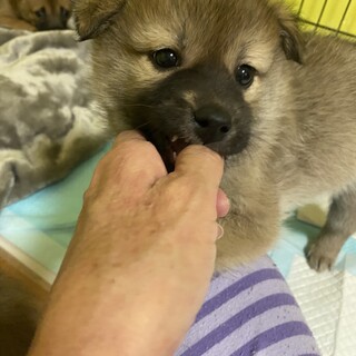 人が大好き甘えん坊ぼんちの家族を探しています