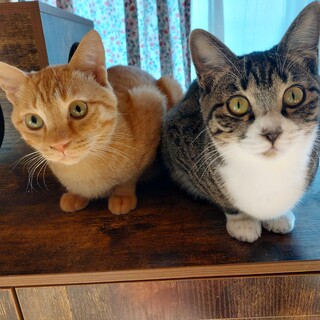 茶トラの男の子