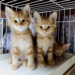 in江南市☆全部で40匹～2会場で子猫がいる大祭り！☆2024年1月14日（日）～ちーむにゃいんず