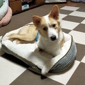 里親決定！コビーくんおめでとう！