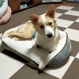 里親決定！コビーくんおめでとう！