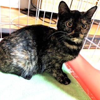 甘えん坊なサビ猫☆抱っこ大好き