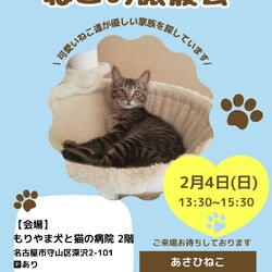 ねこの譲渡会in守山区