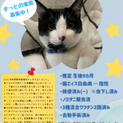 長崎ねこはぴ　保護猫譲渡会 サムネイル2