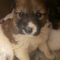 元気一杯愛らしい甘えん坊の子犬♂3匹40日