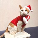 衰弱していたおじいちゃん猫