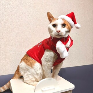 衰弱していたおじいちゃん猫