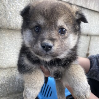 野犬子犬 3ヶ月
