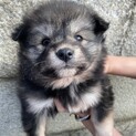 野犬子犬