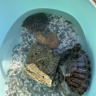 ミシシッピアカミミガメ兄弟の里親様募集しています！