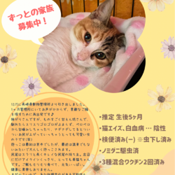 長崎ねこはぴ　保護猫譲渡会 サムネイル3