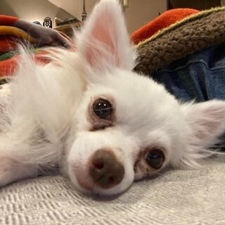 お鼻がシュッと長いイケメンチワワ♂福くん