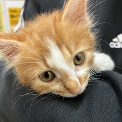 湘南地区葉山保護猫譲渡会 サムネイル2