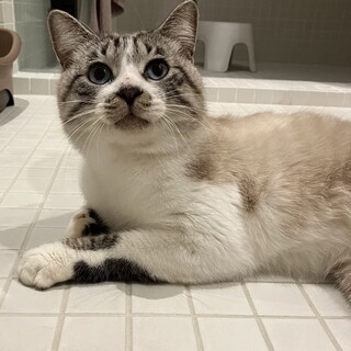 奄美大島からきた青い目が美しい甘えん坊の男の子