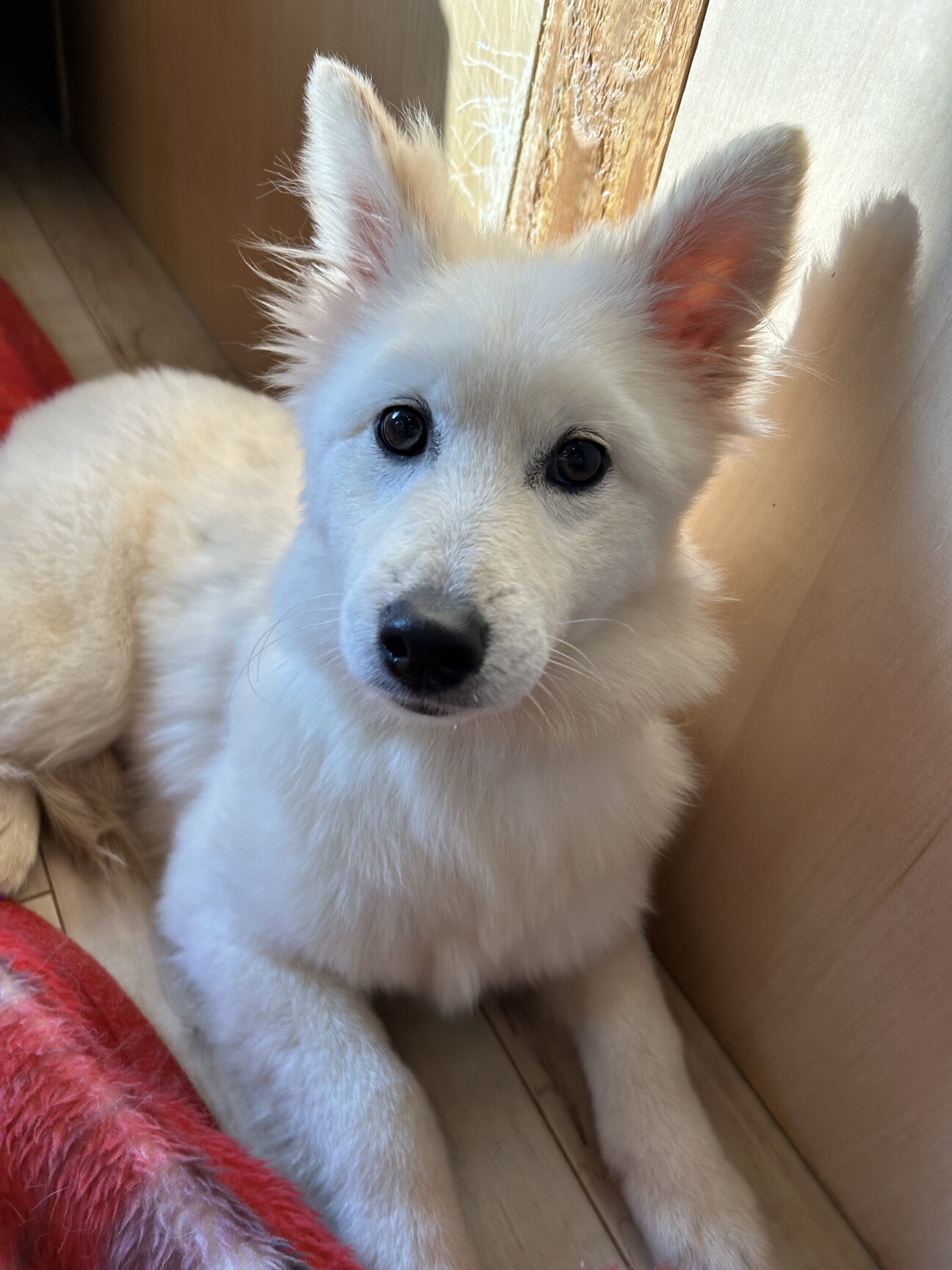 白いふわふわな毛がとって」奈良県 - 犬の里親募集(480773) 1枚目の