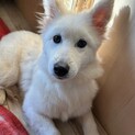 白いふわふわな毛がとってもかわいい【アヤミ】ちゃん