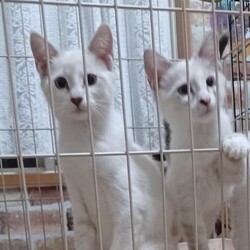 湘南地区葉山保護猫譲渡会