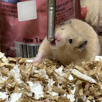 辰（たつ）※旧名「花」