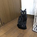 黒猫　メス　１才