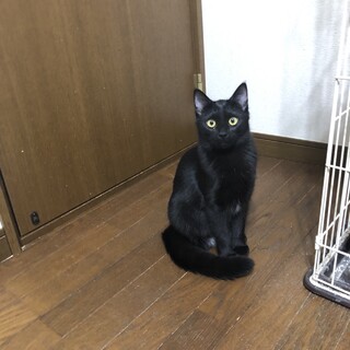 黒猫　メス　１才