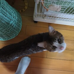 つくば猫の里親会 サムネイル3