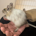 1歳2ヶ月デグーなかよし兄弟2匹