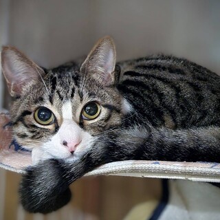 1/21譲渡会 キジ白の男の子　7か月のほたる