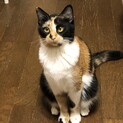 おっとりさん　三毛猫  メス