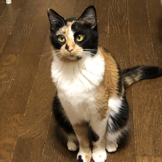 おっとりさん　三毛猫  メス
