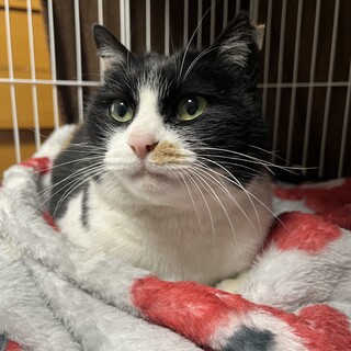 三毛猫　女の子　4歳