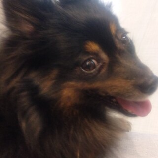 ポメチワ風女の子、キュートなノアちゃん。