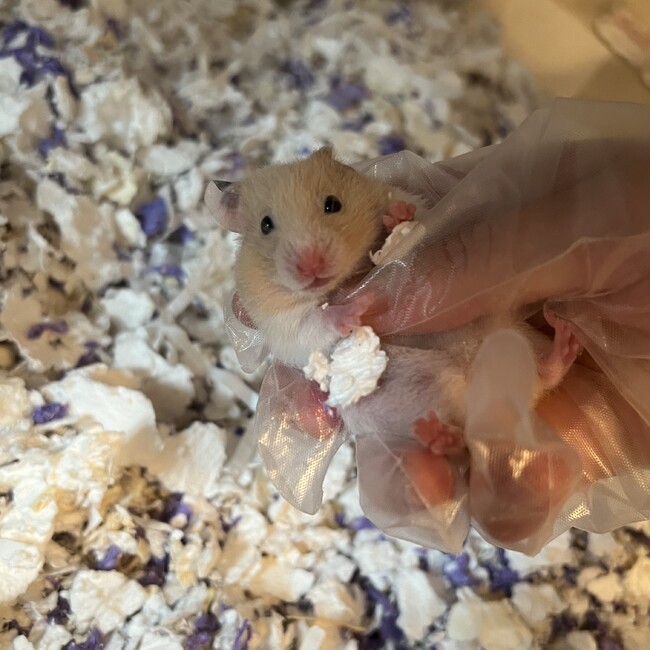 はむまむのカバー写真