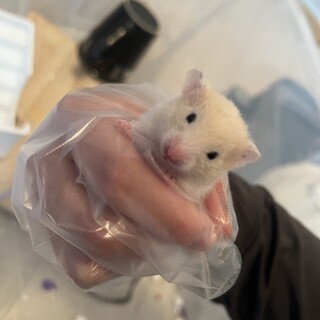 キンクマハムスターベビー