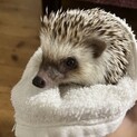 ハリネズミ里親募集