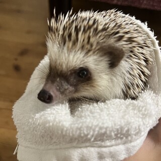 ハリネズミ里親募集