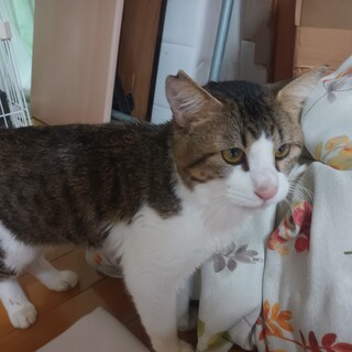 大きい猫（♂）