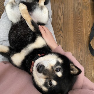 一旦応募停止:黒の豆柴オスかまってちゃん