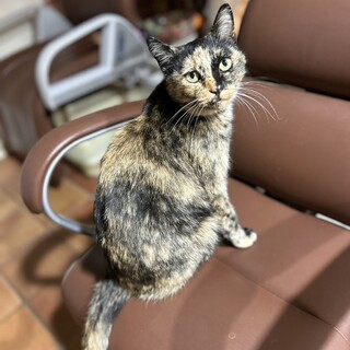 すごく人馴れしてるさび猫さん