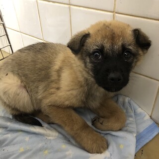 緊急！沢山の子犬が収容されています！