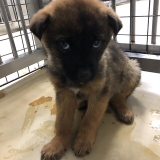 緊急！沢山の子犬が収容されています！