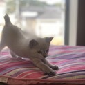 綺麗なシャムミックス