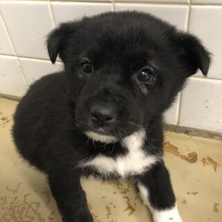 緊急！沢山の子犬が収容されています！