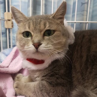 まんまるお目目の美人さん♡にゃこちゃん