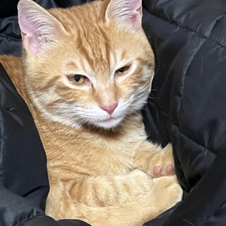 茶トラ猫里親募集