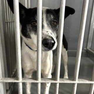 9日最終期限！元飼い犬、人馴れ抜群